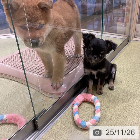 福島県のチワワ(ロング) (ペットプラス イオンタウン郡山店/2025年9月15日生まれ/女の子/ブラックタンホワイト)の子犬の3枚目の画像