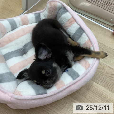 福島県のチワワ(ロング) (ペットプラス 福島店/2025年9月15日生まれ/女の子/ブラックタンホワイト)の子犬の3枚目の画像