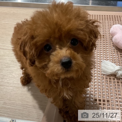 トイ・プードルの写真