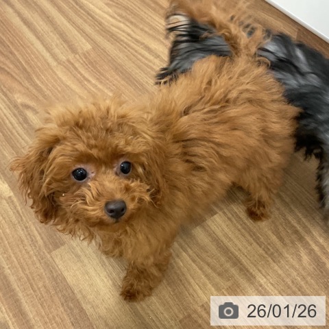 トイ・プードルの写真