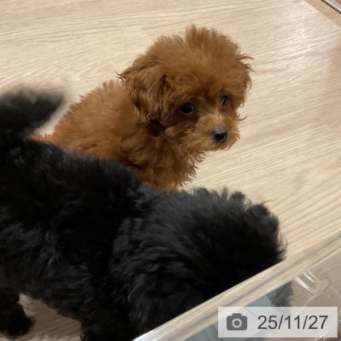 トイ・プードルの写真