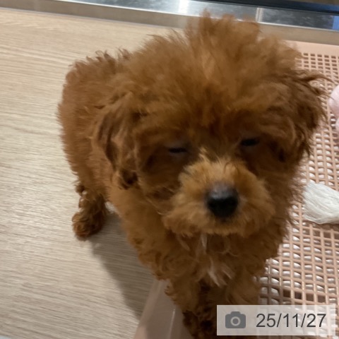 トイ・プードルの写真