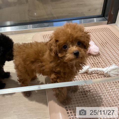 トイ・プードルの写真