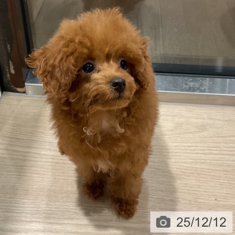 埼玉県のトイプードル(トイ) (ペットプラス コクーンシティ店/2025年9月12日生まれ/女の子/レッド)の子犬の3枚目の画像