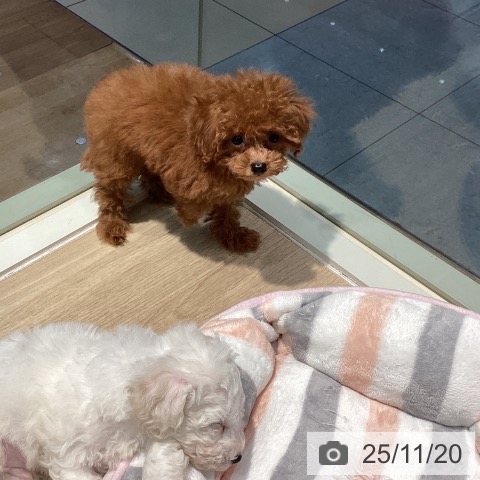 トイ・プードルの写真