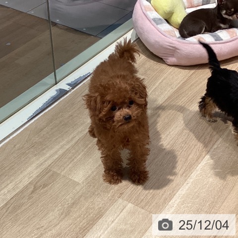 東京都のトイプードル(トイ) (ペットプラス 東久留米店/2025年9月12日生まれ/女の子/レッド)の子犬の4枚目の画像