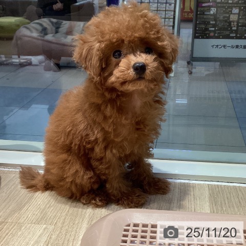 トイ・プードルの写真