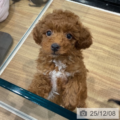 埼玉県のトイプードル(トイ) (ペッツワン 新座店/2025年9月19日生まれ/男の子/レッド)の子犬の4枚目の画像