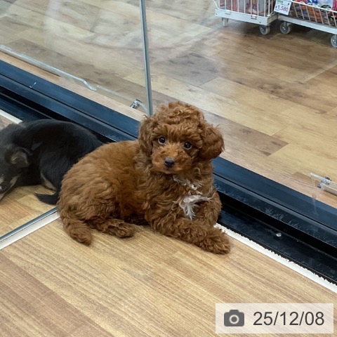 埼玉県のトイプードル(トイ) (ペッツワン 新座店/2025年9月19日生まれ/男の子/レッド)の子犬の3枚目の画像