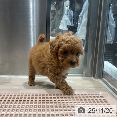 トイ・プードルの写真