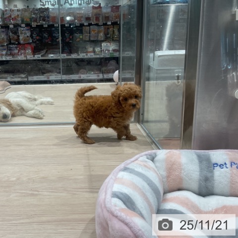 埼玉県のトイプードル(トイ) (ペッツワン 新座店/2025年9月19日生まれ/女の子/レッド)の子犬の4枚目の画像