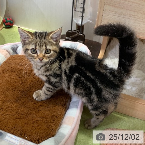 千葉県のアメリカンショートヘアー (ペットプラス 幕張新都心店/2025年9月17日生まれ/男の子/ブラウンタビー)の子猫の4枚目の画像