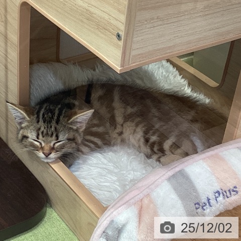 千葉県のアメリカンショートヘアー (ペットプラス 幕張新都心店/2025年9月17日生まれ/男の子/ブラウンタビー)の子猫の3枚目の画像