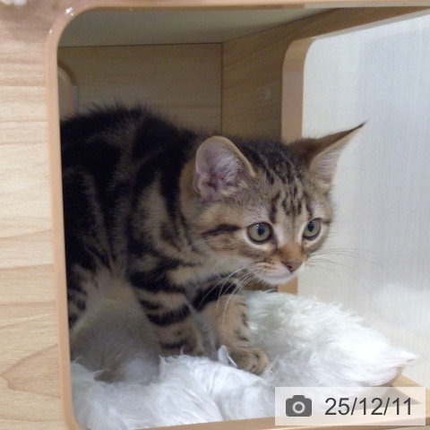 千葉県のアメリカンショートヘアー (ペットプラス 幕張新都心店/2025年9月17日生まれ/男の子/ブラウンタビー)の子猫の4枚目の画像