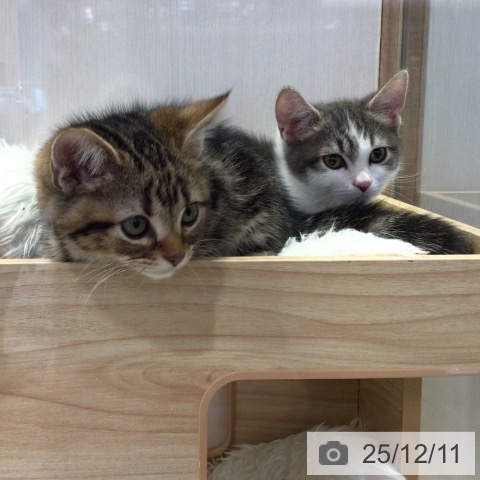 千葉県のアメリカンショートヘアー (ペットプラス 幕張新都心店/2025年9月17日生まれ/男の子/ブラウンタビー)の子猫の3枚目の画像