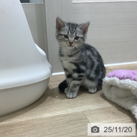 アメリカンショートヘアの写真