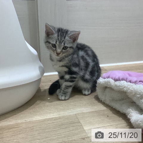 アメリカンショートヘアの写真