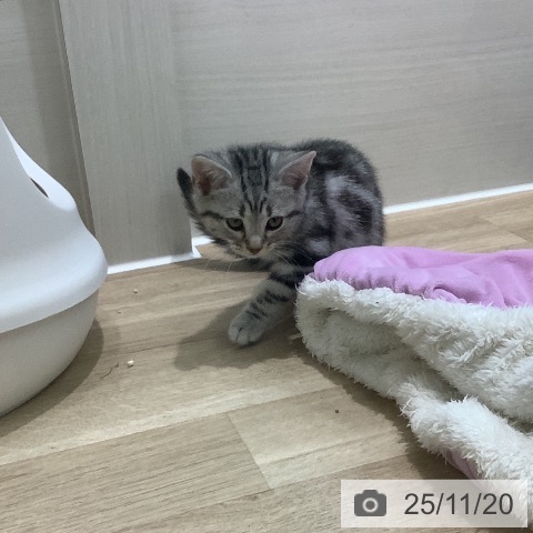 アメリカンショートヘアの写真