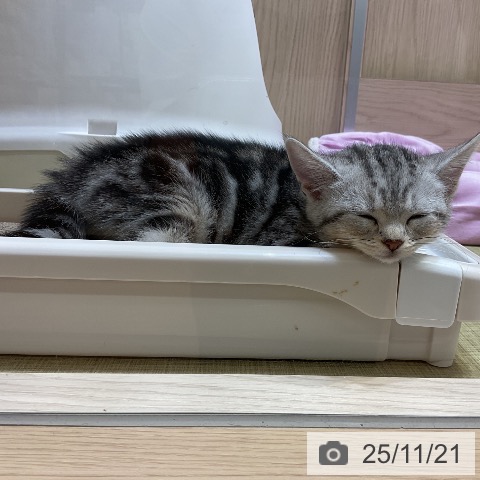 アメリカンショートヘアの写真