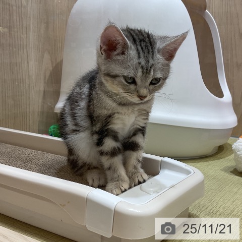 アメリカンショートヘアの写真