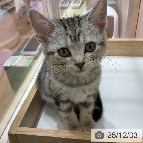 福島県のアメリカンショートヘアー (ペットプラス イオンタウン郡山店/2025年9月17日生まれ/女の子/シルバータビー)の子猫の3枚目の画像