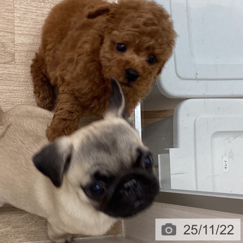 トイ・プードルの写真