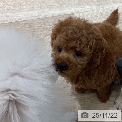 トイ・プードルの写真