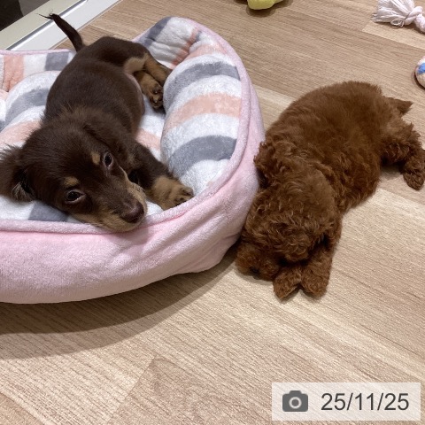 宮城県のトイプードル(トイ) (ペットプラス 名取店/2025年9月18日生まれ/男の子/レッド)の子犬の4枚目の画像