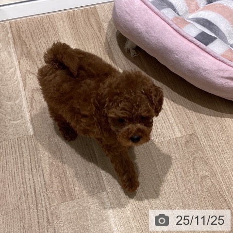 宮城県のトイプードル(トイ) (ペットプラス 名取店/2025年9月18日生まれ/男の子/レッド)の子犬の3枚目の画像