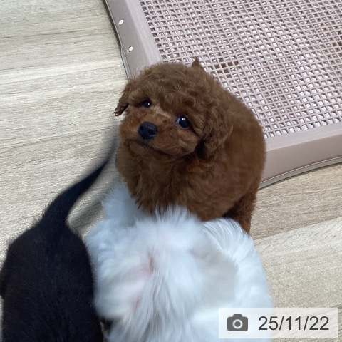 トイ・プードルの写真