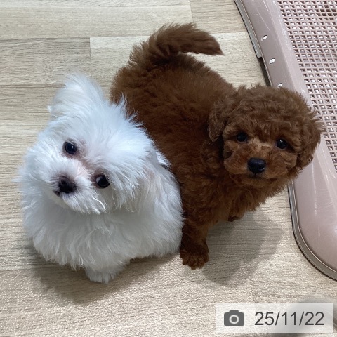 トイ・プードルの写真