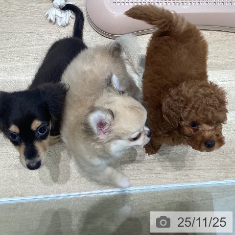 トイ・プードルの写真