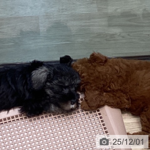 宮城県のトイプードル(トイ) (ペットプラス 仙台泉大沢店/2025年9月18日生まれ/男の子/レッド)の子犬の3枚目の画像