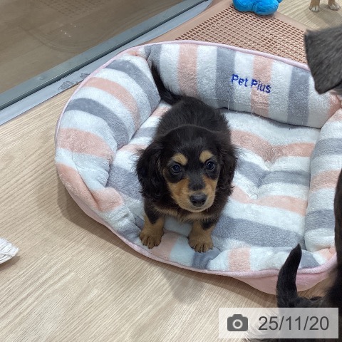 ミニチュア・ダックスフンドの写真