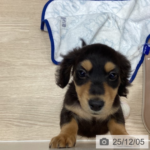 千葉県のミニチュアダックスフンド(ロング) (ペットプラス 柏店/2025年9月19日生まれ/男の子/ブラックタン)の子犬の3枚目の画像