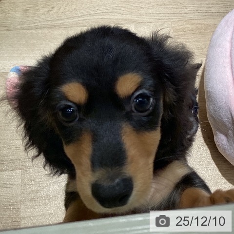 埼玉県のミニチュアダックスフンド(ロング) (ペットプラス イオンモール春日部店/2025年9月19日生まれ/男の子/ブラックタン)の子犬の4枚目の画像