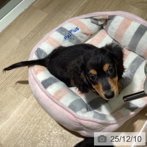 埼玉県のミニチュアダックスフンド(ロング) (ペットプラス イオンモール春日部店/2025年9月19日生まれ/男の子/ブラックタン)の子犬の3枚目の画像