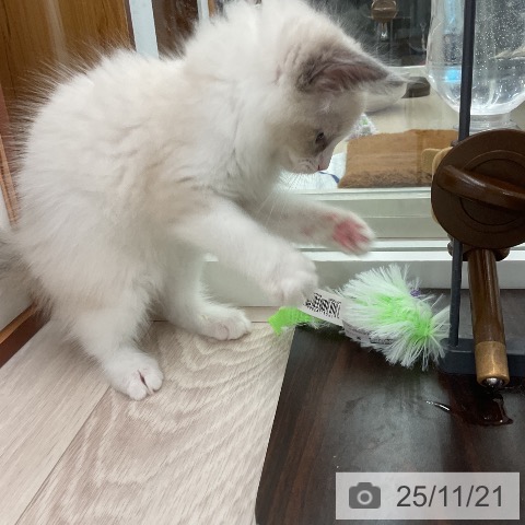 ラグドールの写真