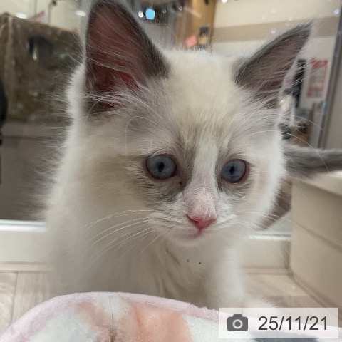 ラグドールの写真