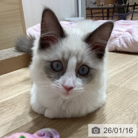 埼玉県のラグドール (ペットプラス ピオニウォーク東松山店/2025年9月9日生まれ/男の子/ブルーポイントバイカラー)の子猫の4枚目の画像