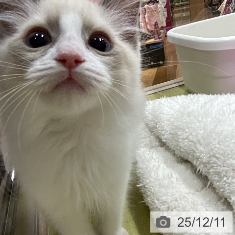 埼玉県のラグドール (ペットプラス 浦和美園店/2025年9月9日生まれ/男の子/ブルーポイントバイカラー)の子猫の3枚目の画像