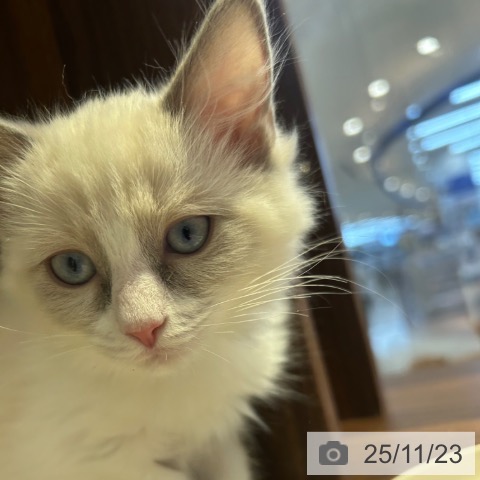 東京都のラグドール (ペットプラス 多摩平の森店/2025年9月5日生まれ/男の子/ブルーポイントバイカラー)の子猫の3枚目の画像