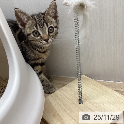 長野県のアメリカンショートヘアー (ペットプラス 須坂店/2025年9月19日生まれ/女の子/ブラウンタビー)の子猫の4枚目の画像