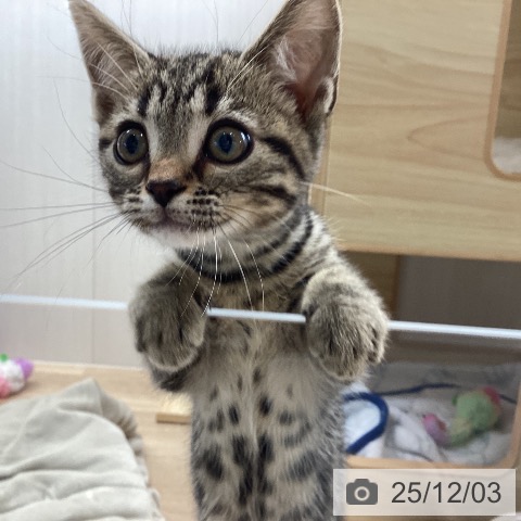 長野県のアメリカンショートヘアー (ペットプラス 須坂店/2025年9月19日生まれ/女の子/ブラウンタビー)の子猫の3枚目の画像