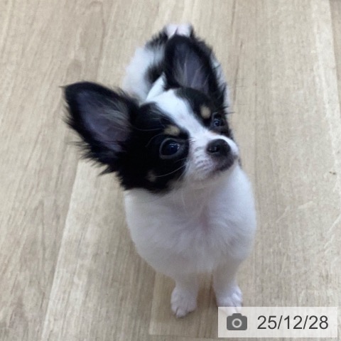 長野県のチワワ(ロング) (ペットプラス 上田店/2025年9月19日生まれ/女の子/ホワイトブラックタン)の子犬の4枚目の画像