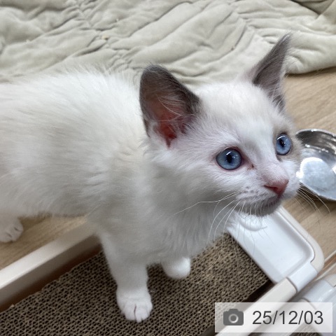 岩手県のラグドール (ペットプラス 盛岡南店/2025年9月12日生まれ/男の子/ブルーポイントバイカラー)の子猫の3枚目の画像