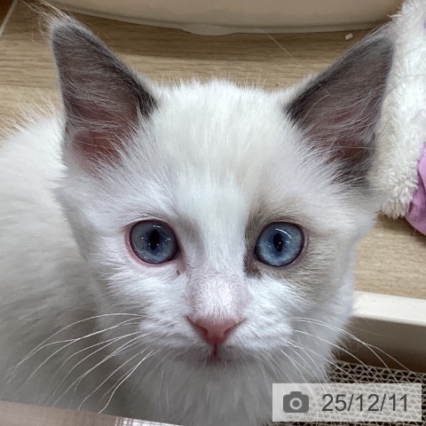 岩手県のラグドール (ペットプラス 盛岡南店/2025年9月12日生まれ/男の子/ブルーポイントバイカラー)の子猫の4枚目の画像