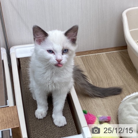 岩手県のラグドール (ペットプラス 盛岡南店/2025年9月12日生まれ/男の子/ブルーポイントバイカラー)の子猫の3枚目の画像