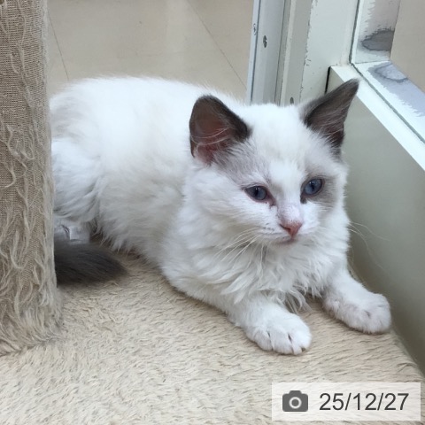 青森県のラグドール (ペットプラス 青森浜田店/2025年9月12日生まれ/男の子/ブルーポイントバイカラー)の子猫の4枚目の画像