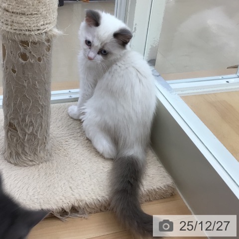 青森県のラグドール (ペットプラス 青森浜田店/2025年9月12日生まれ/男の子/ブルーポイントバイカラー)の子猫の3枚目の画像